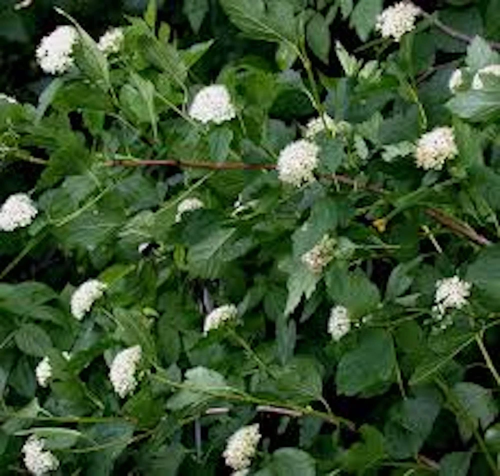 Ninebark Plant 12-24in Tall - Physocarpus opulifolius Hardy Deciduous Shrub Quart Pot Live - Image 4