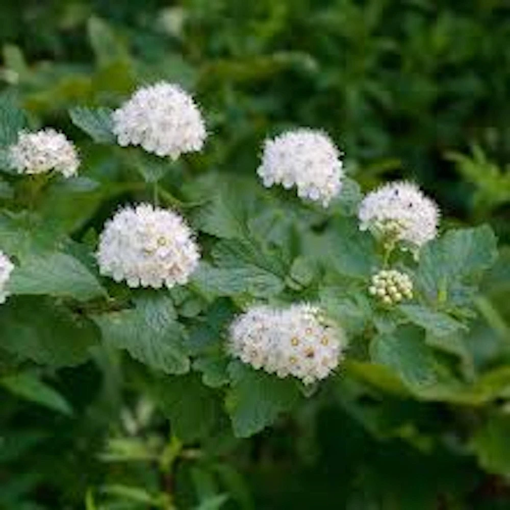 Ninebark Plant Physocarpus opulifolius - Hardy Deciduous Shrub - 12-24in Tall Quart Pot - Image 1