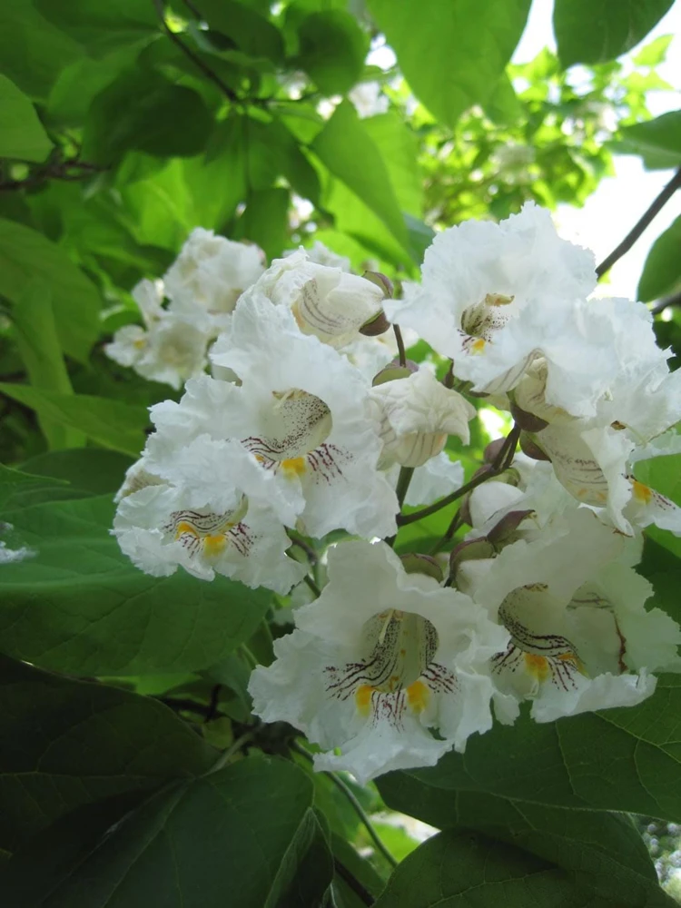 Northern Catalpa Tree Live Plant - Catalpa Speciosa 6-12" Starter Quart Pot - Image 1