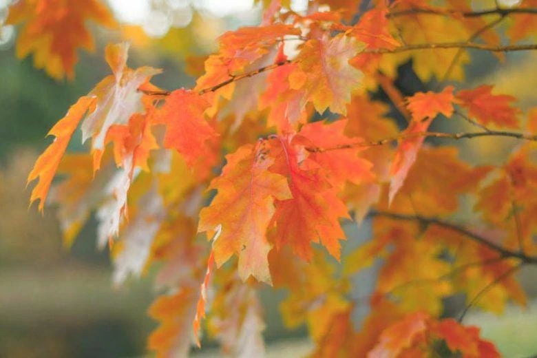 Northern Red Oak Live Tree - Quercus rubra Starter Plant 12-24" Tall Outdoor - Image 1