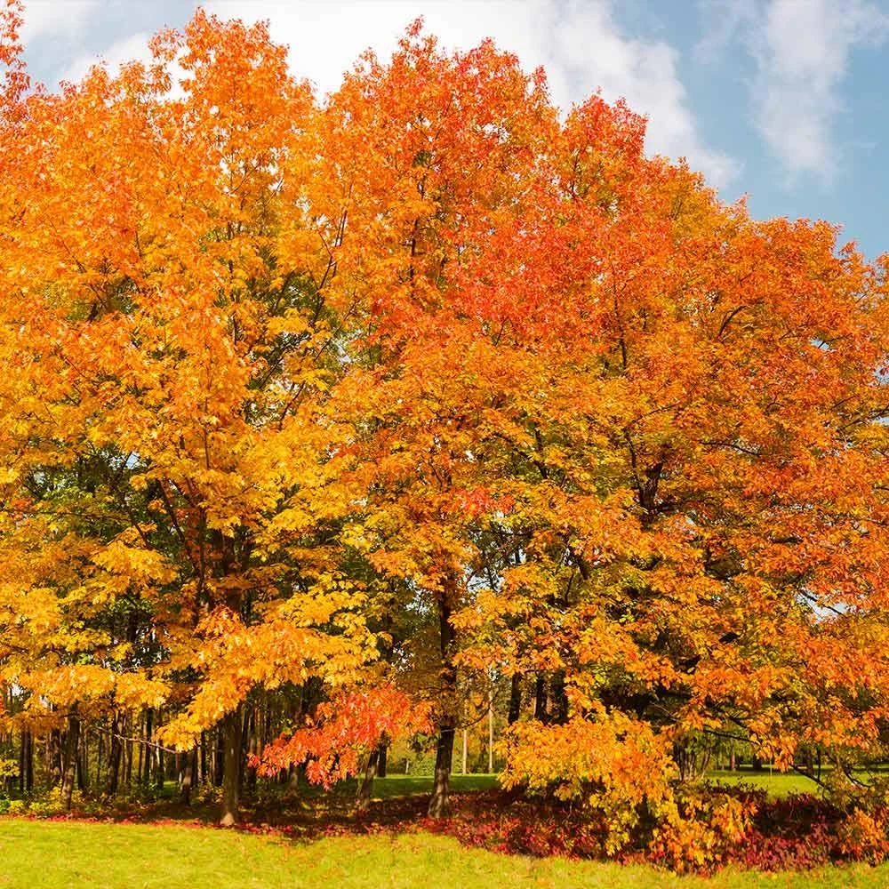 Northern Red Oak Tree Live Plant โ Quercus rubra โ 12-24" Tall Starter Plant - Image 2