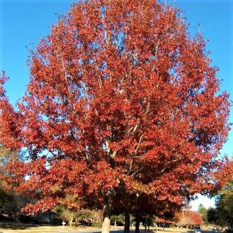 Northern Red Oak Tree Live Plant โ Quercus rubra โ 12-24" Tall Starter Plant - Image 3