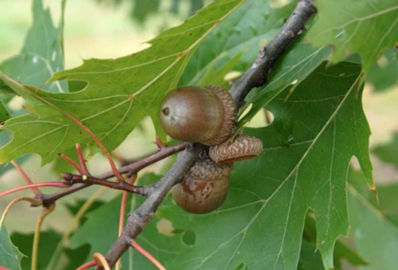 Northern Red Oak Tree Live Plant โ Quercus rubra โ 12-24" Tall Starter Plant - Image 4