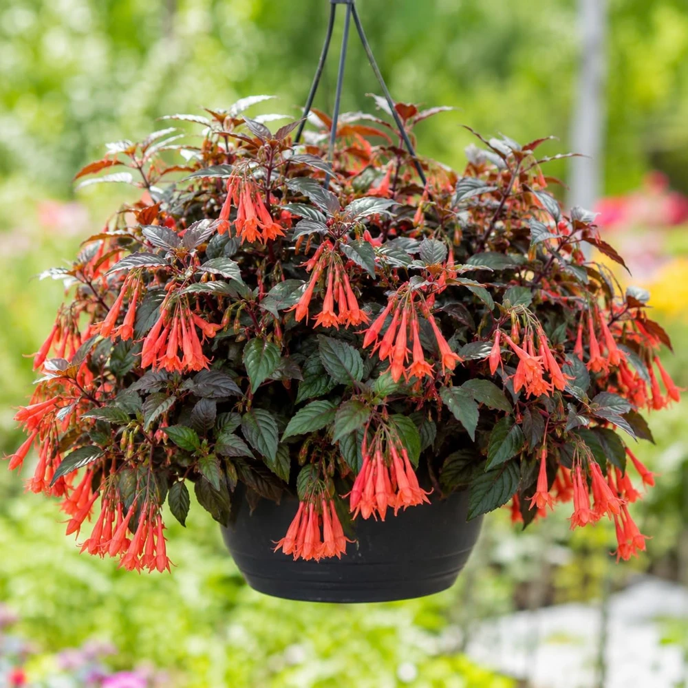 Orange Fuchsia Live Plant – 4-6 inch Tall, 5 Inch Pot – Orange Flower - Image 1