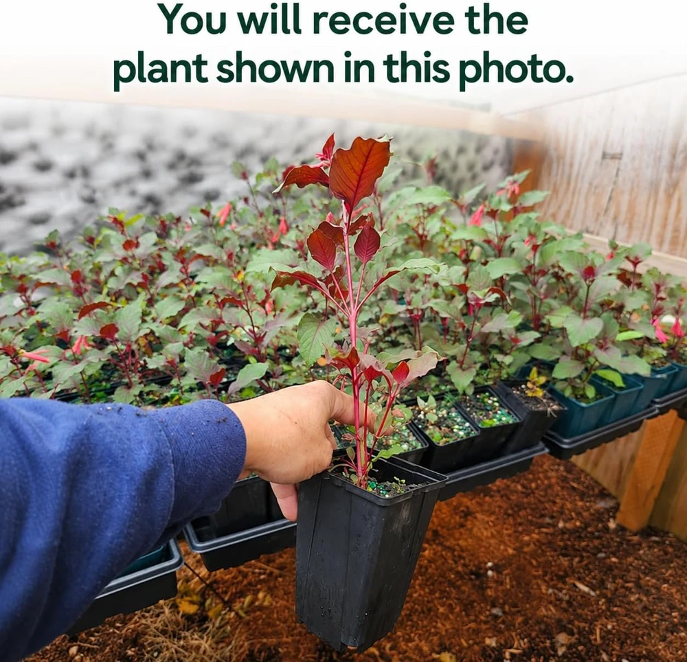 Orange Fuchsia Live Plant โ 4-6 inch Tall, 5 Inch Pot โ Orange Flower - Image 2