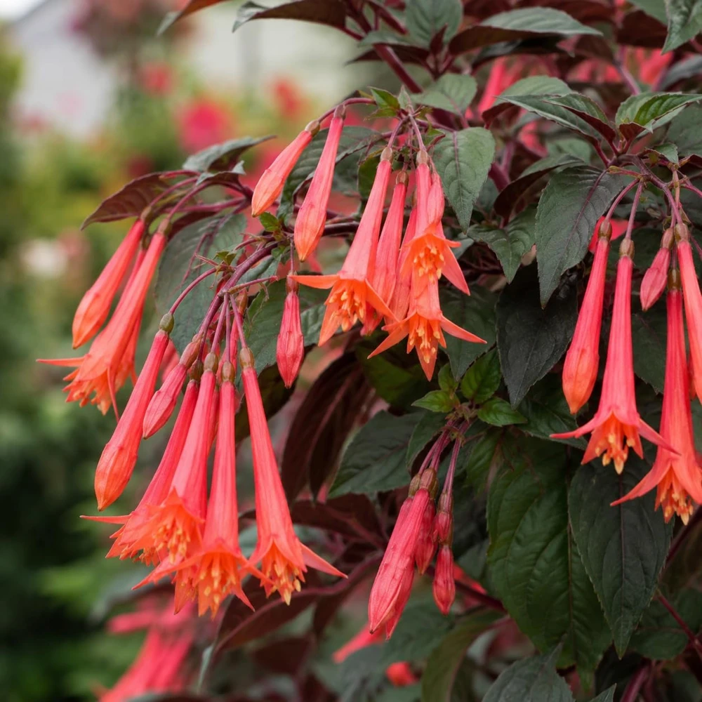 Orange Fuchsia Live Plant โ 4-6 inch Tall, 5 Inch Pot โ Orange Flower - Image 3