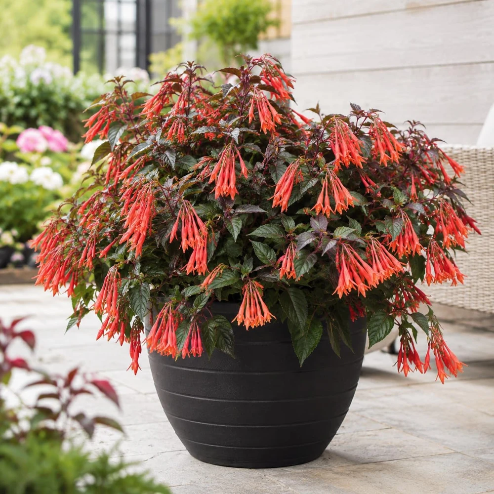 Orange Fuchsia Live Plant โ 4-6 inch Tall, 5 Inch Pot โ Orange Flower - Image 4