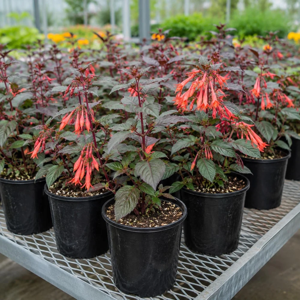 Orange Fuchsia Live Plant โ 4-6 inch Tall, 5 Inch Pot โ Orange Flower - Image 6