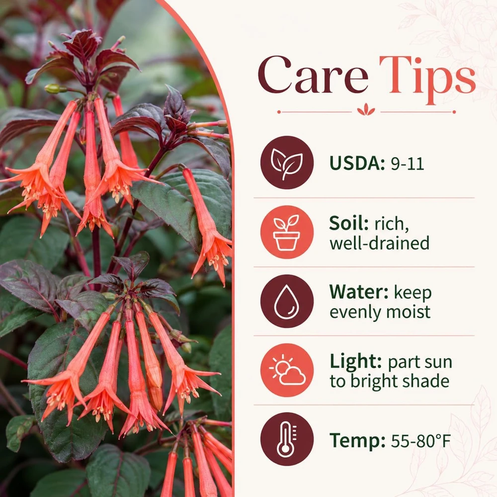 Orange Fuchsia Live Plant โ 4-6 Inch Tall in 5 Inch Pot โ Home Garden - Image 4