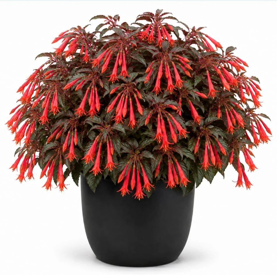 Orange Fuchsia Live Plant – 4-6 Inch Tall in 5 Inch Pot – Home Garden - Image 1