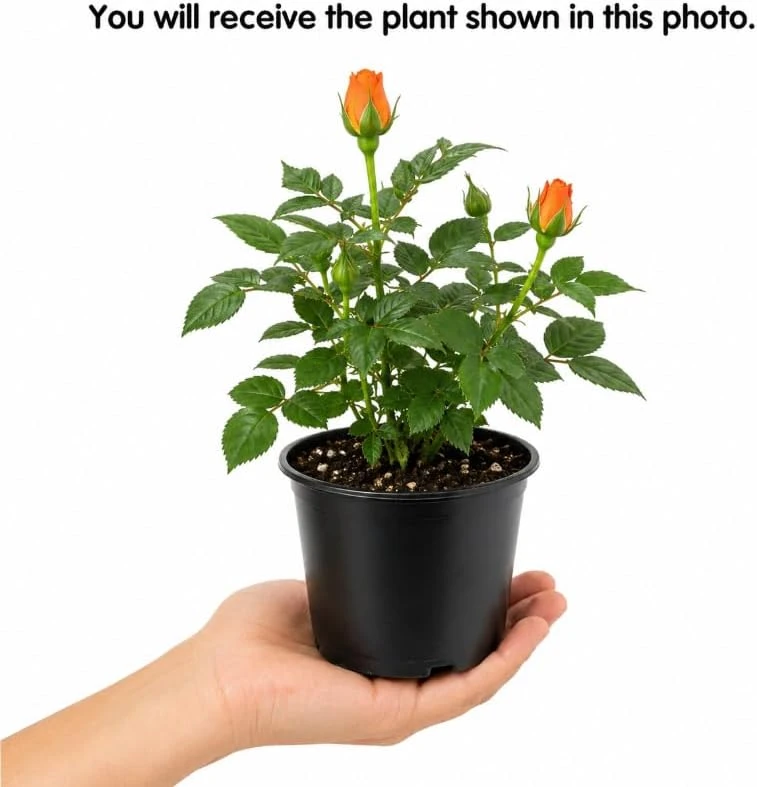Orange Miniature Rose Live Plant โ 4 Inch Pot, 4-6 Inches Tall โ Compact Bush for Indoor/Outdoor - Image 4