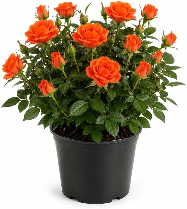 Orange Miniature Rose Live Plant - Mini Rose Bush, 4-6 Inches Tall in 4 Inch Pot, Outdoor/Indoor - Image 1