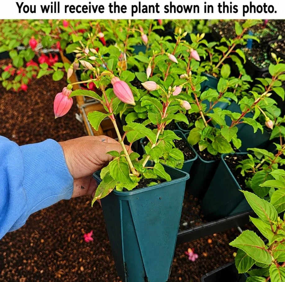 Orange Red Fuchsia Live Plant - White Flowers, 4-6 inch Tall, 6 Inch Pot - Image 2