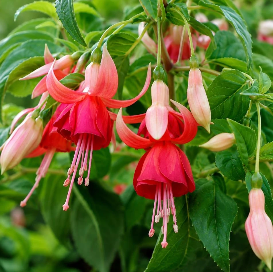 Orange Red Fuchsia Live Plant - White Flowers, 4-6 inch Tall, 6 Inch Pot - Image 3