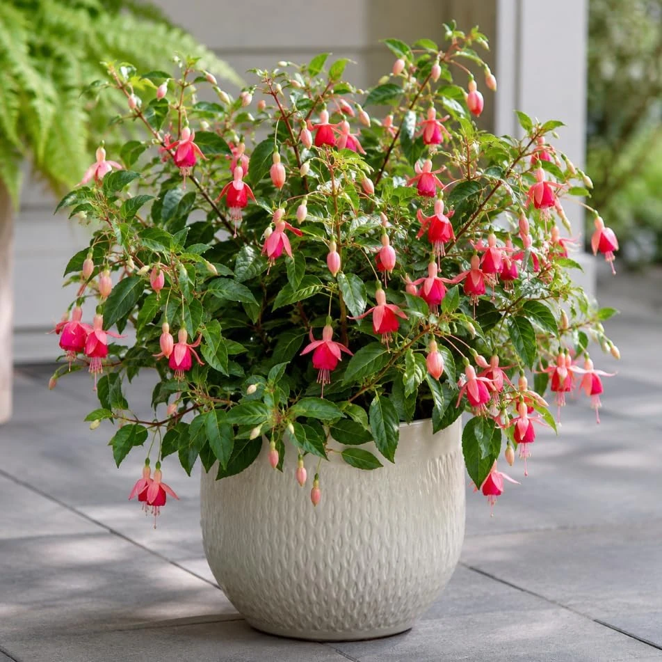 Orange Red Fuchsia Live Plant - White Flowers, 4-6 inch Tall, 6 Inch Pot - Image 4