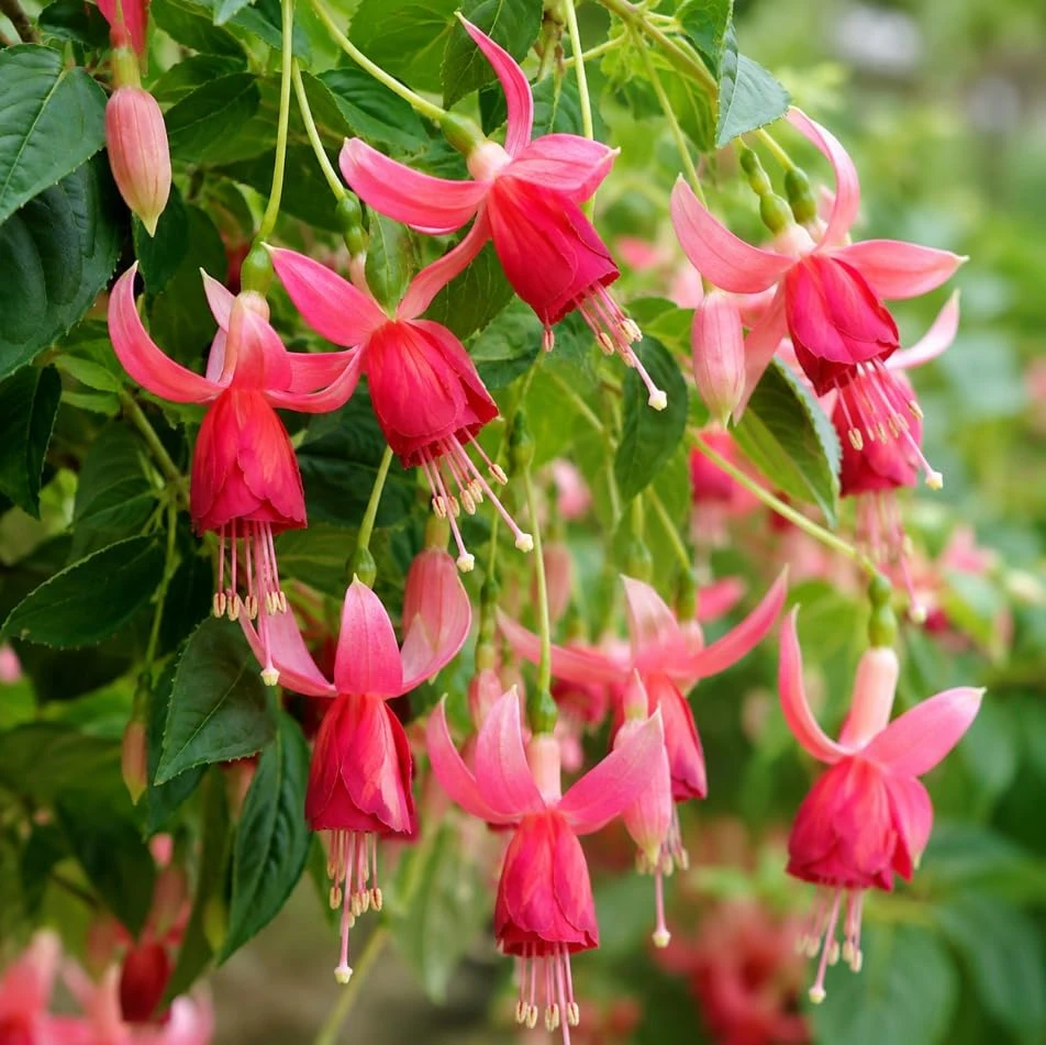 Orange Red Fuchsia Live Plant - White Flowers, 4-6 inch Tall, 6 Inch Pot - Image 6