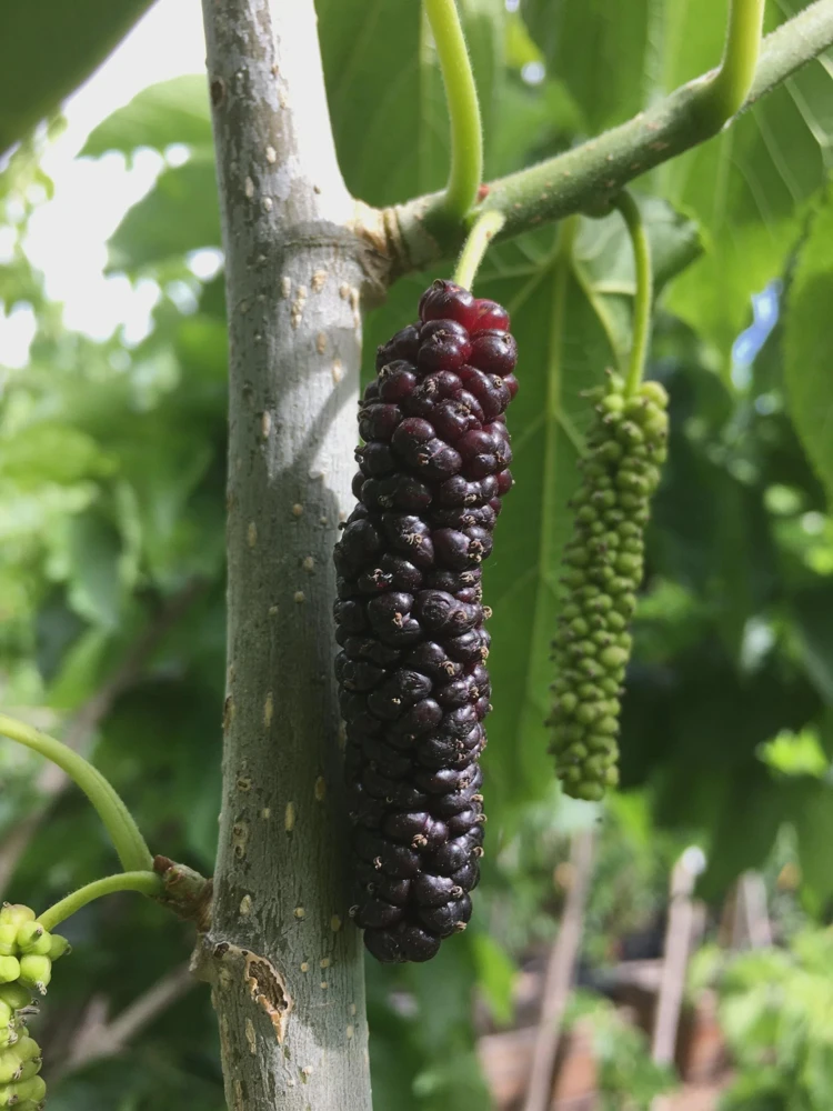 Pakistan Mulberry Tree Starter Plug – Morus macroura Live Plant – 12-24in Tall - Image 1