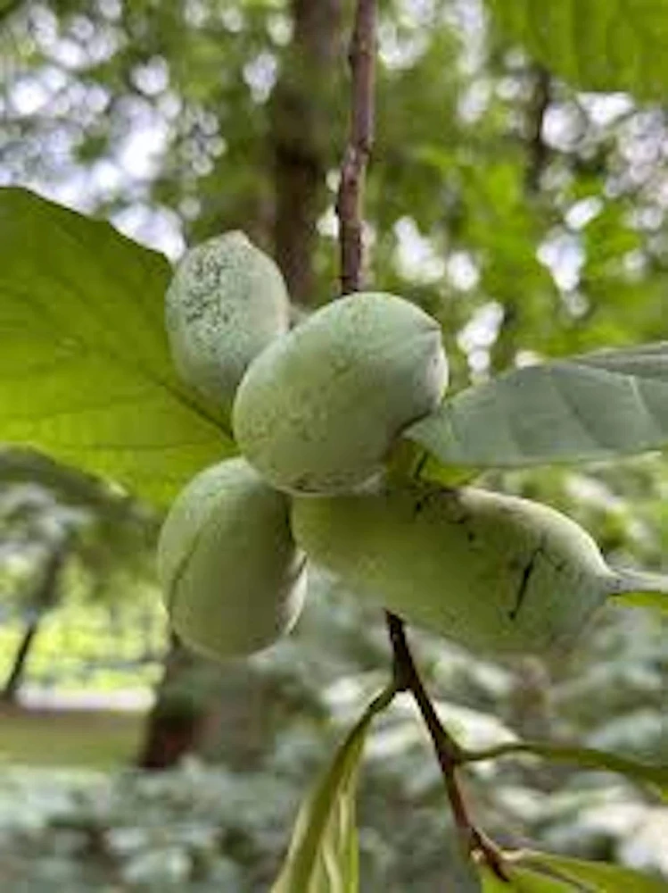 Pawpaw Tree Live Plant Asimina triloba Native Fruit Tree 12-24in Tall Quart Pot - Image 1