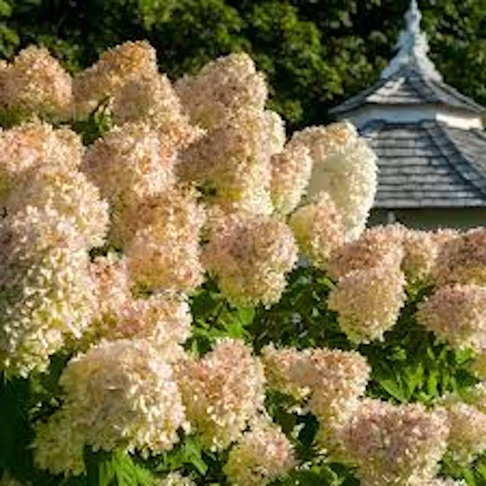 PeeGee Hydrangea 'Grandiflora' Bare Root Live Plant 6-12 inches Tall Outdoor Shrub - Image 1