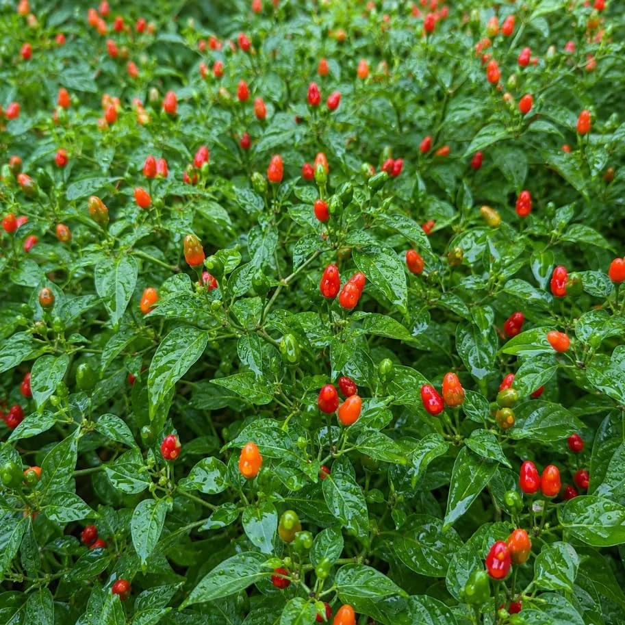 Pequin Chili Pepper Plants - 2 Live Red Hot Pepper Seedlings, 3-5 Inches Tall, for Garden & Containers - Image 2
