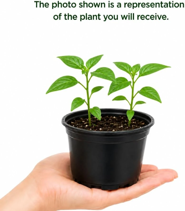 Pequin Chili Pepper Plants - 2 Live Red Hot Pepper Seedlings, 3-5 Inches Tall, for Garden & Containers - Image 4