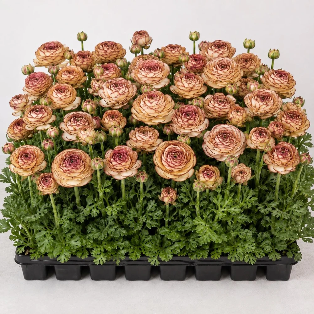 Picotee Cafe Ranunculus Bulbs - Set of 25 Double Bloom Corms for Spring Garden - Image 2