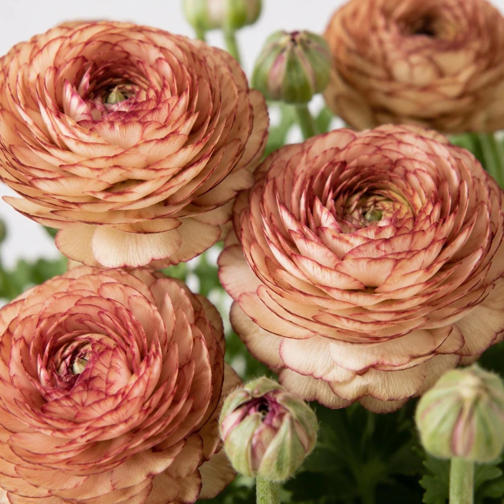 Picotee Cafe Ranunculus Bulbs - Set of 25 Double Bloom Corms for Spring Garden - Image 3