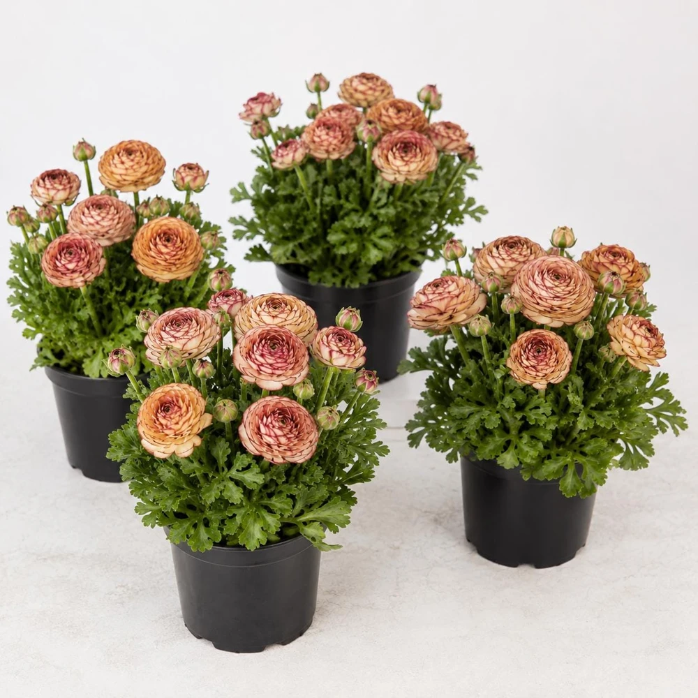 Picotee Cafe Ranunculus Bulbs - Set of 25 Double Bloom Corms for Spring Garden - Image 4