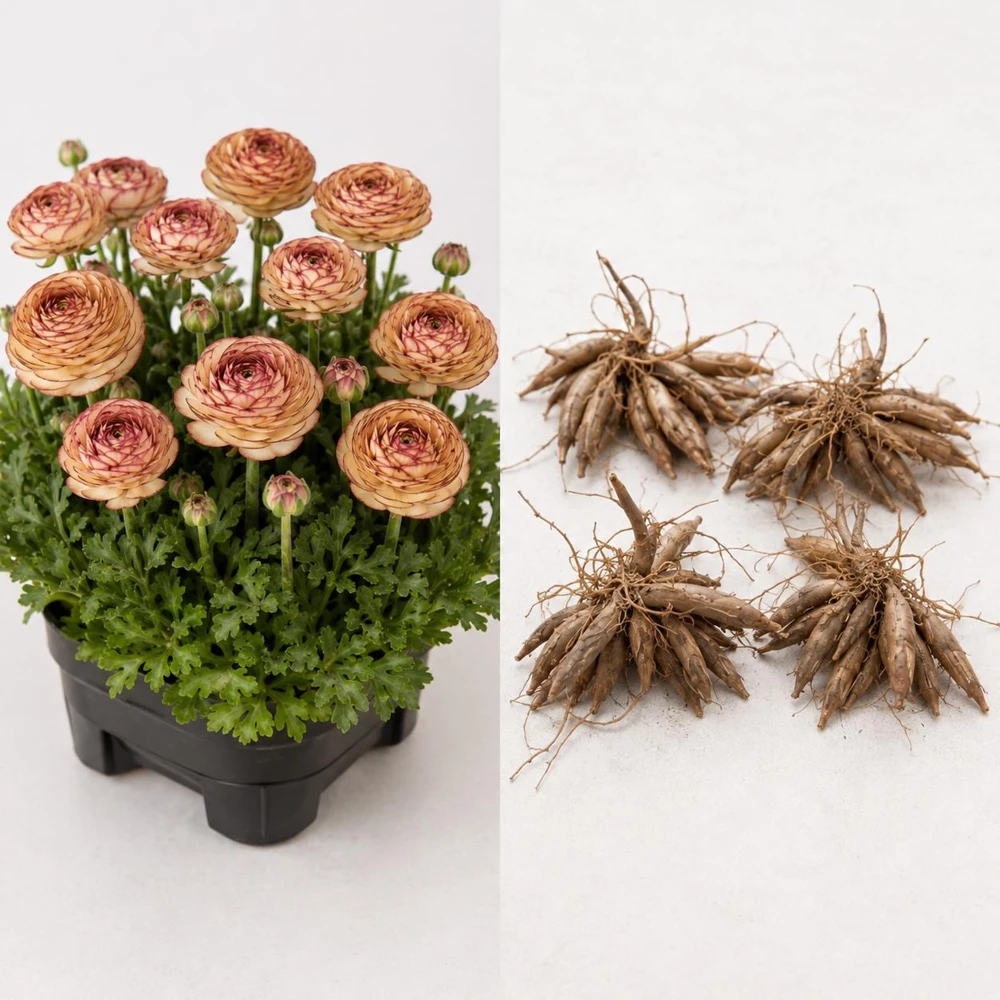Picotee Cafe Ranunculus Bulbs - Set of 25 Double Bloom Corms for Spring Garden - Image 5
