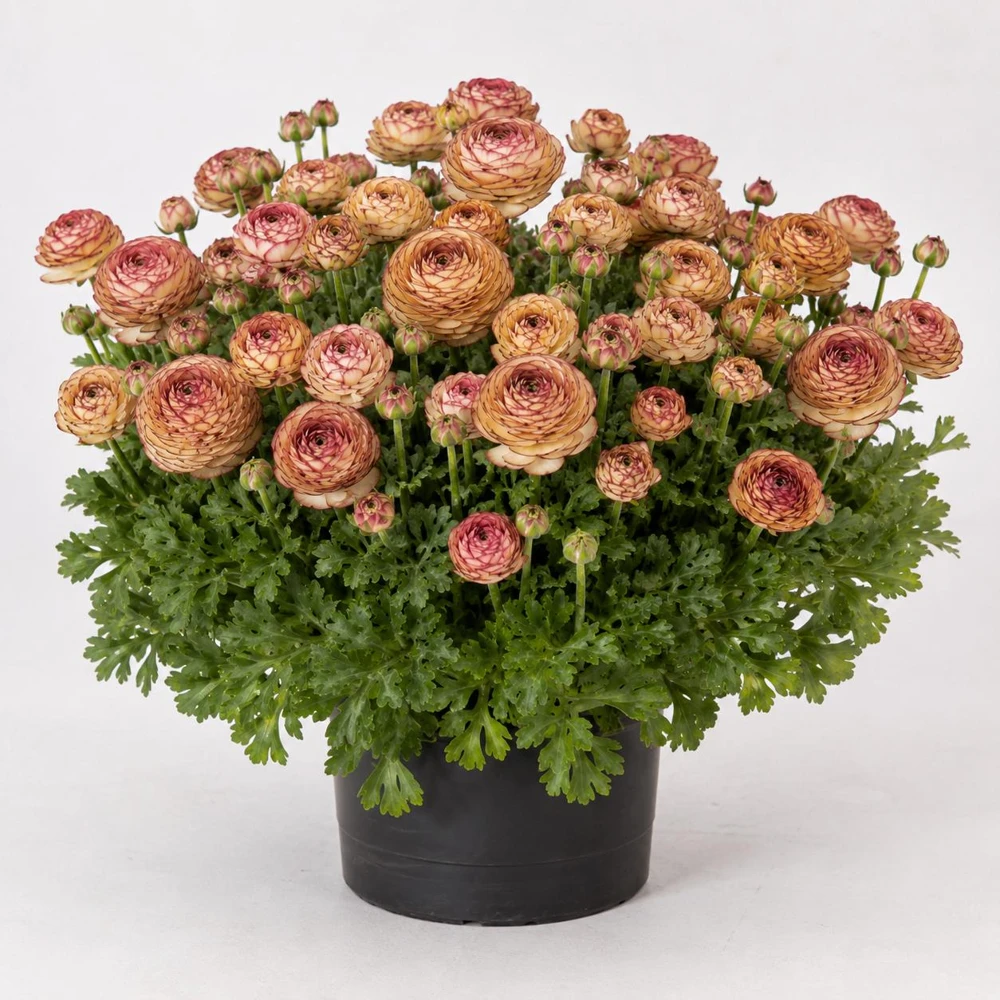 Picotee Cafe Ranunculus Bulbs - Set of 25 Double Bloom Corms for Spring Garden - Image 6