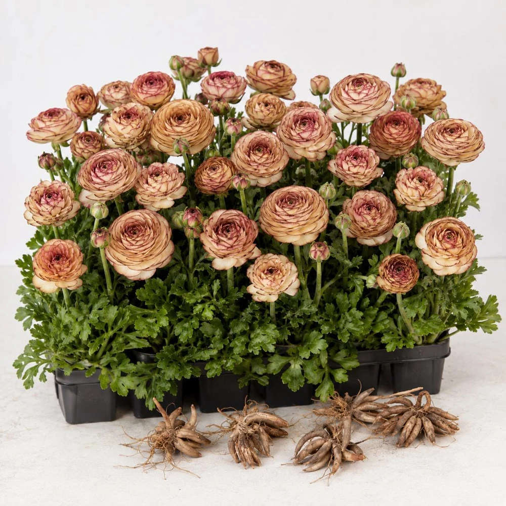 Picotee Cafe Ranunculus Bulbs - Set of 25 Double Bloom Corms for Spring Garden - Image 7