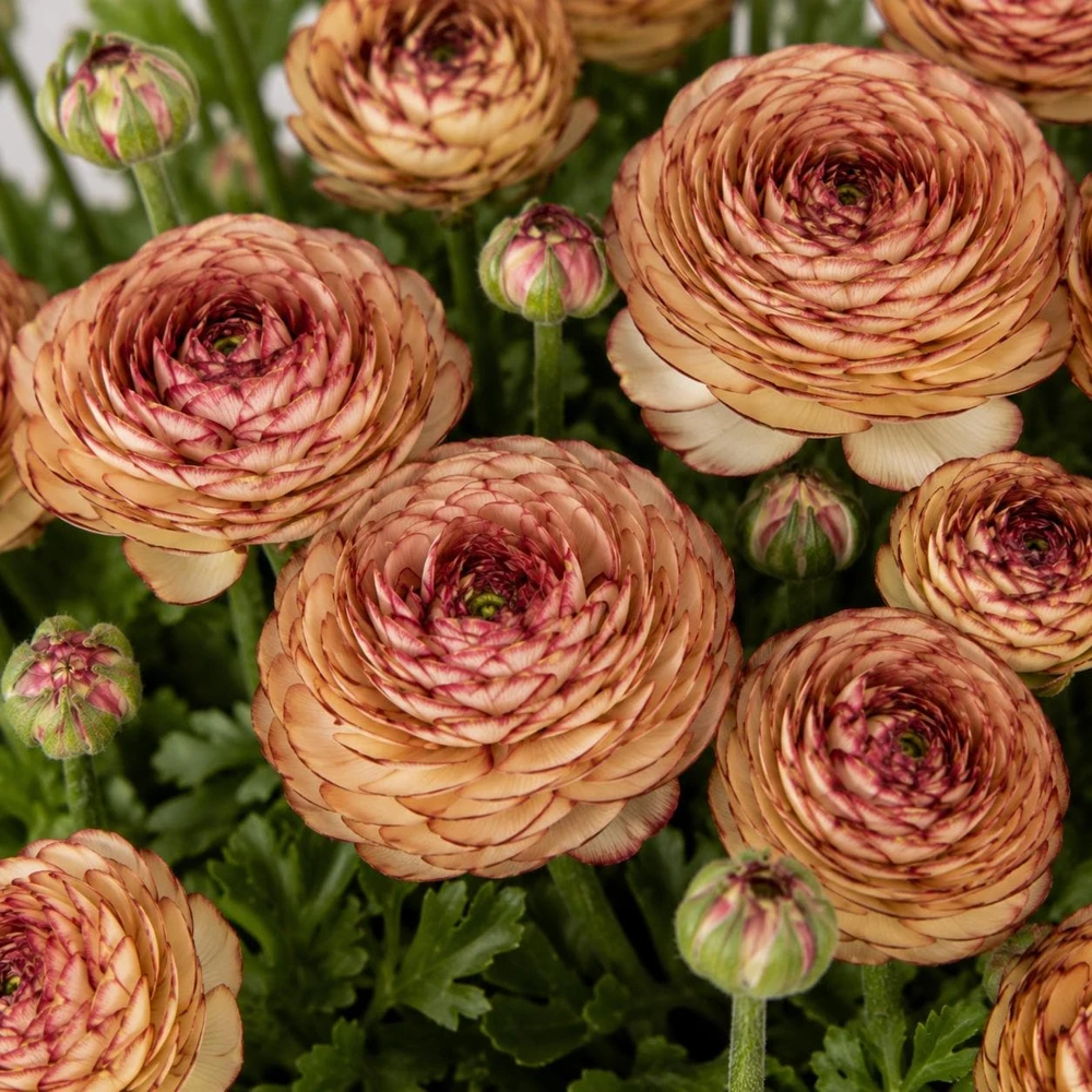 Picotee Cafe Ranunculus Bulbs - Set of 25 Double Bloom Corms for Spring Garden - Image 1