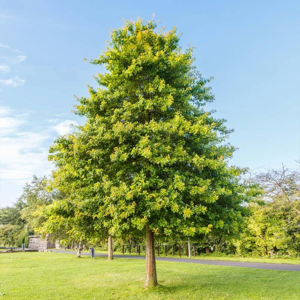 Pin Oak Tree Live Plant - Quercus palustris - 12-24 inch Tall Starter Quart Pot - Image 1
