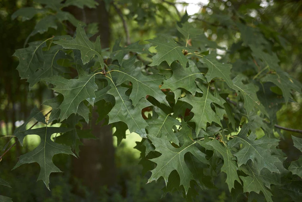 Pin Oak Tree Live Plant (Quercus palustris) 12-24" Tall Starter Quart Pot Outdoor - Image 7