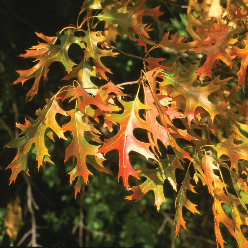 Pin Oak Tree Live Plant (Quercus palustris) 12-24" Tall Starter Quart Pot Outdoor - Image 8