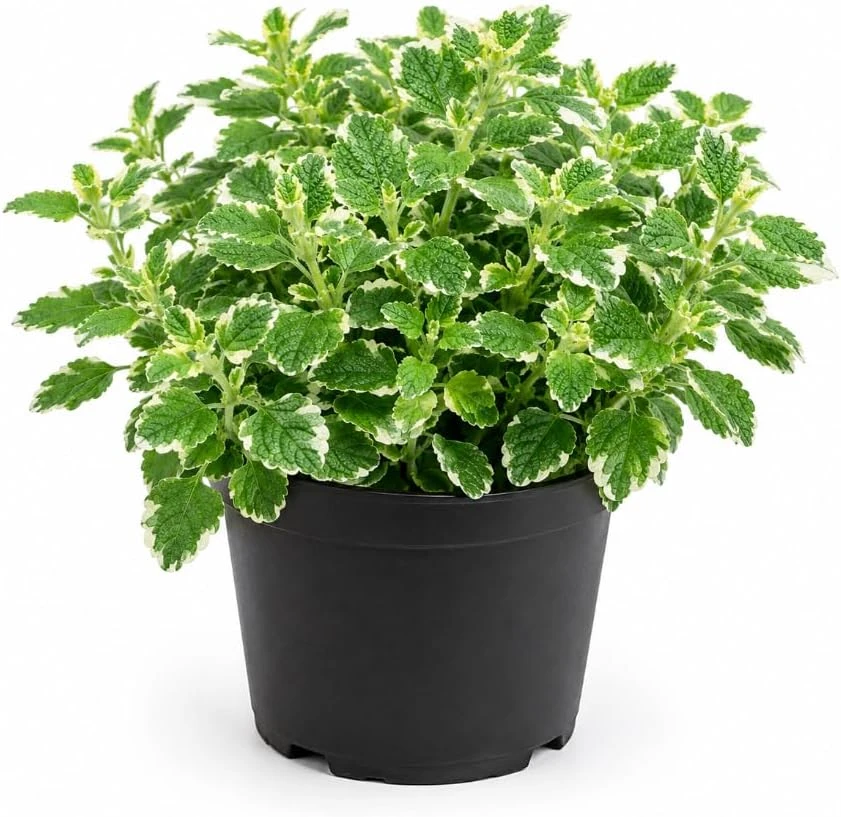 Pineapple Mint Live Plant 2-4 Inch Tall - Variegated Herb for Gardens - Image 1