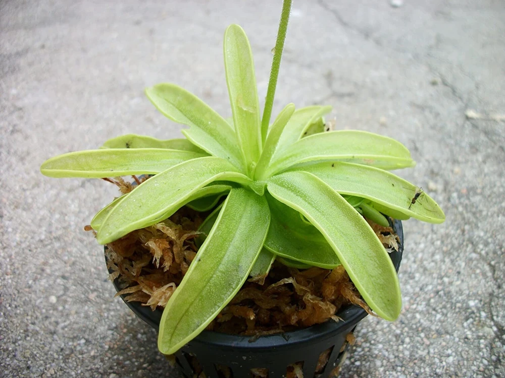 Pinguicula Primuliflora Butterwort Live Carnivorous Plant 3 inch Pot Indoor/Outdoor - Image 2