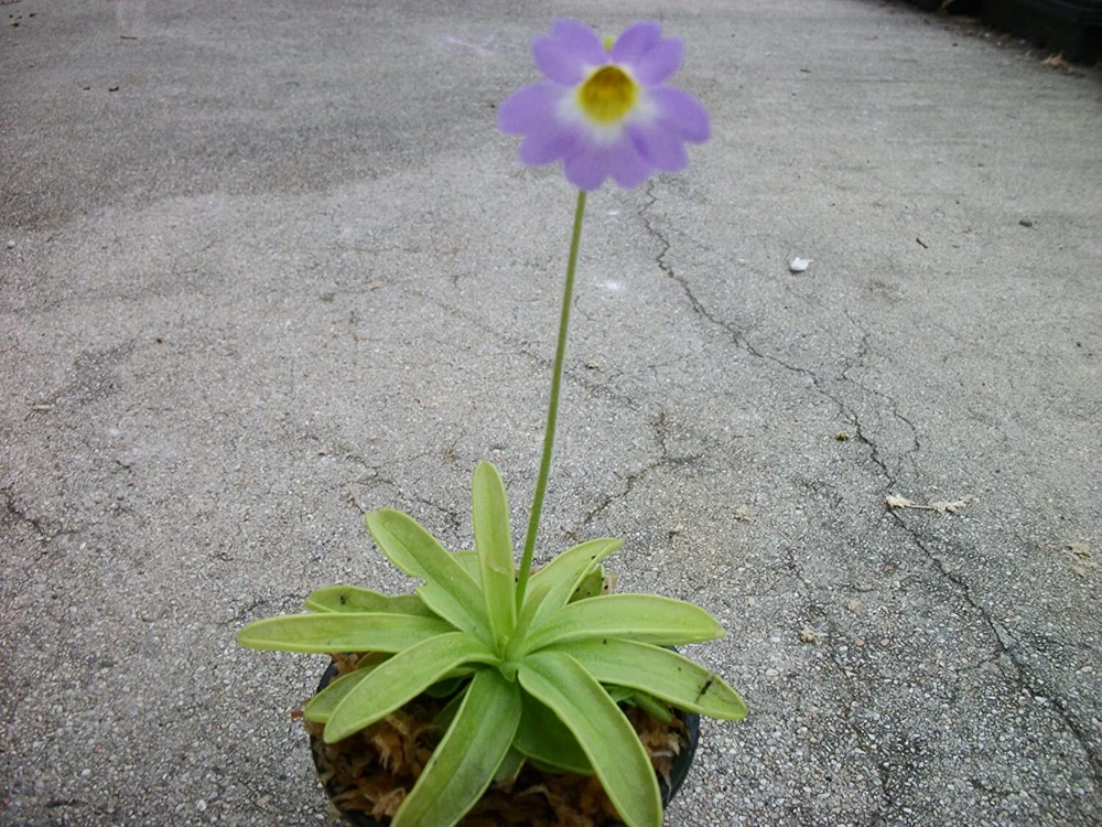 Pinguicula Primuliflora Butterwort Live Carnivorous Plant 3 inch Pot Indoor/Outdoor - Image 3