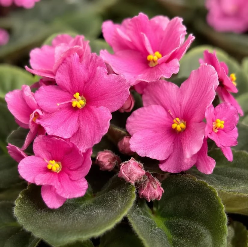 Pink African Violet Live Plant, 3-5 Inches, 4 Inch Pot, Indoor Houseplant - Image 2