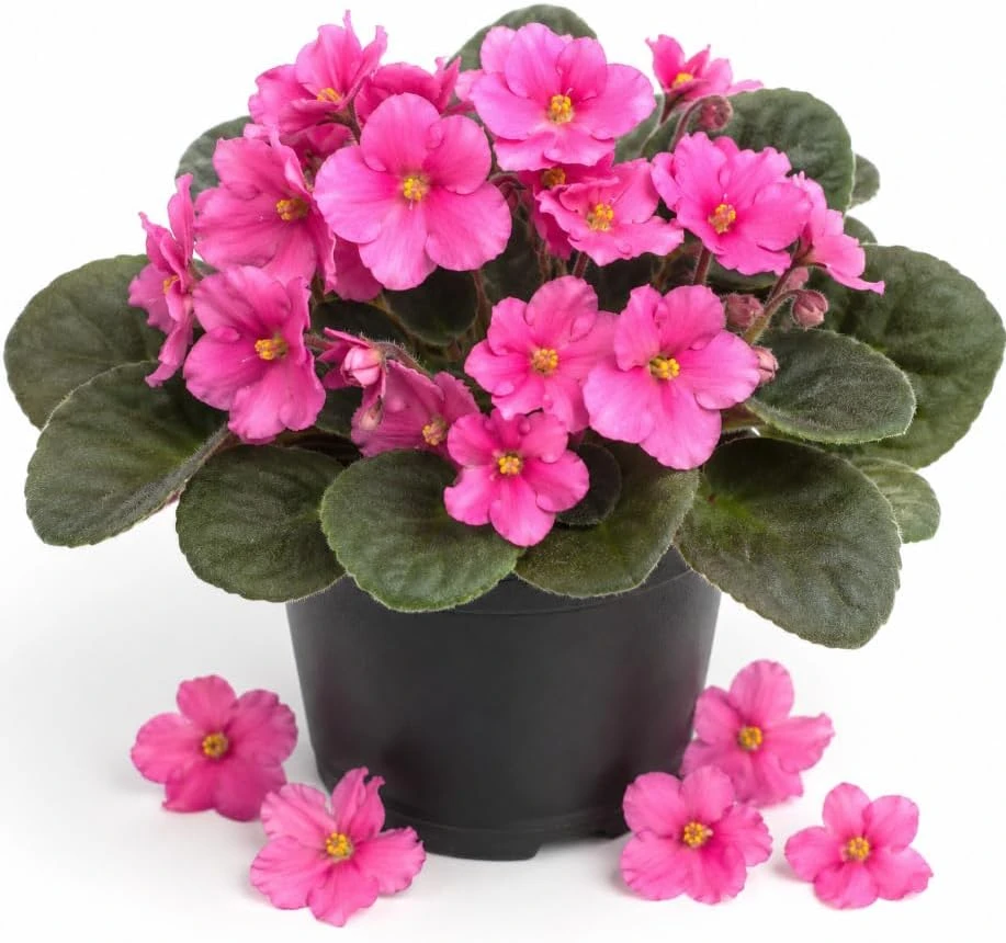 Pink African Violet Live Plant, 3-5 Inches, 4 Inch Pot, Indoor Houseplant - Image 1