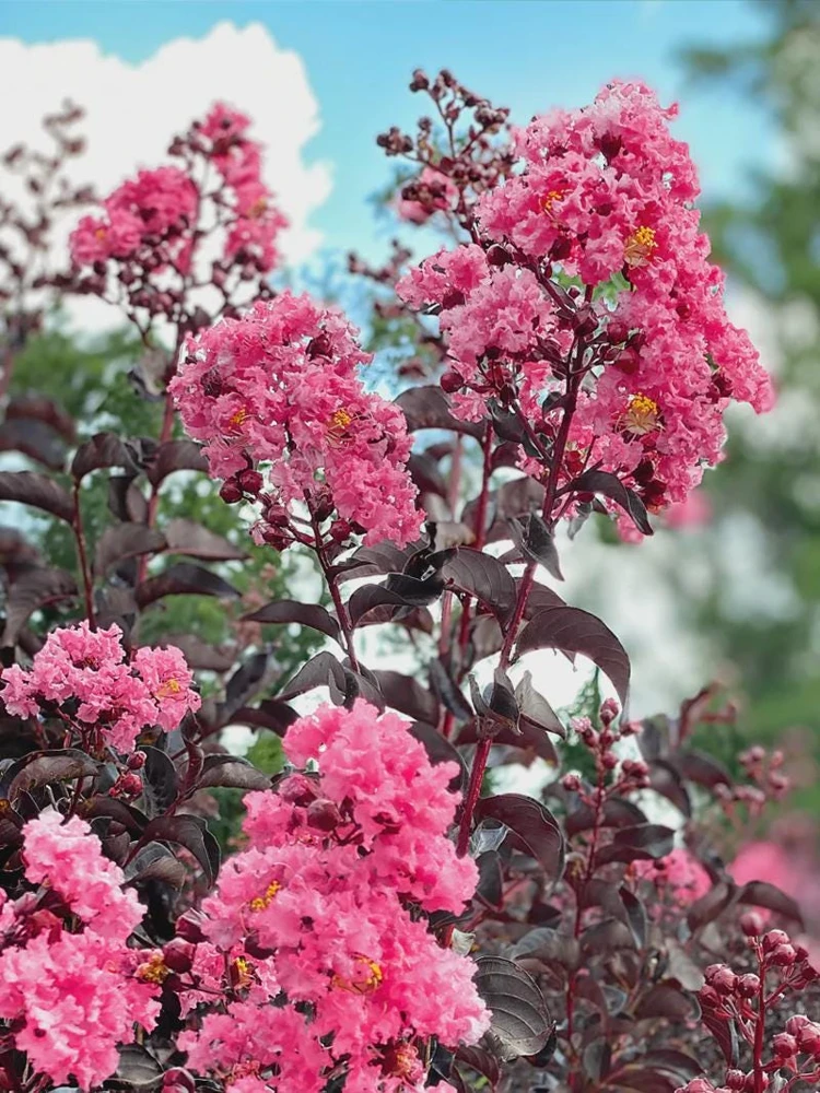Pink Crape Myrtle Bush Live Plant - 12-18 inch Starter (Quart Pot) Outdoor - Image 1