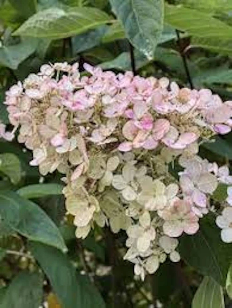 Pink Diamond Hydrangea Bare Root Plant - 3 Pack, 6-8" Tall, Paniculata Shrub - Image 1