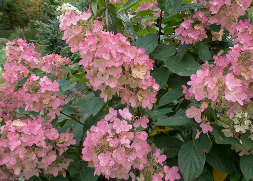 Pink Diamond Hydrangea Starter Plant – 6-8" Tall Bare Root – Outdoor Shrub - Image 5