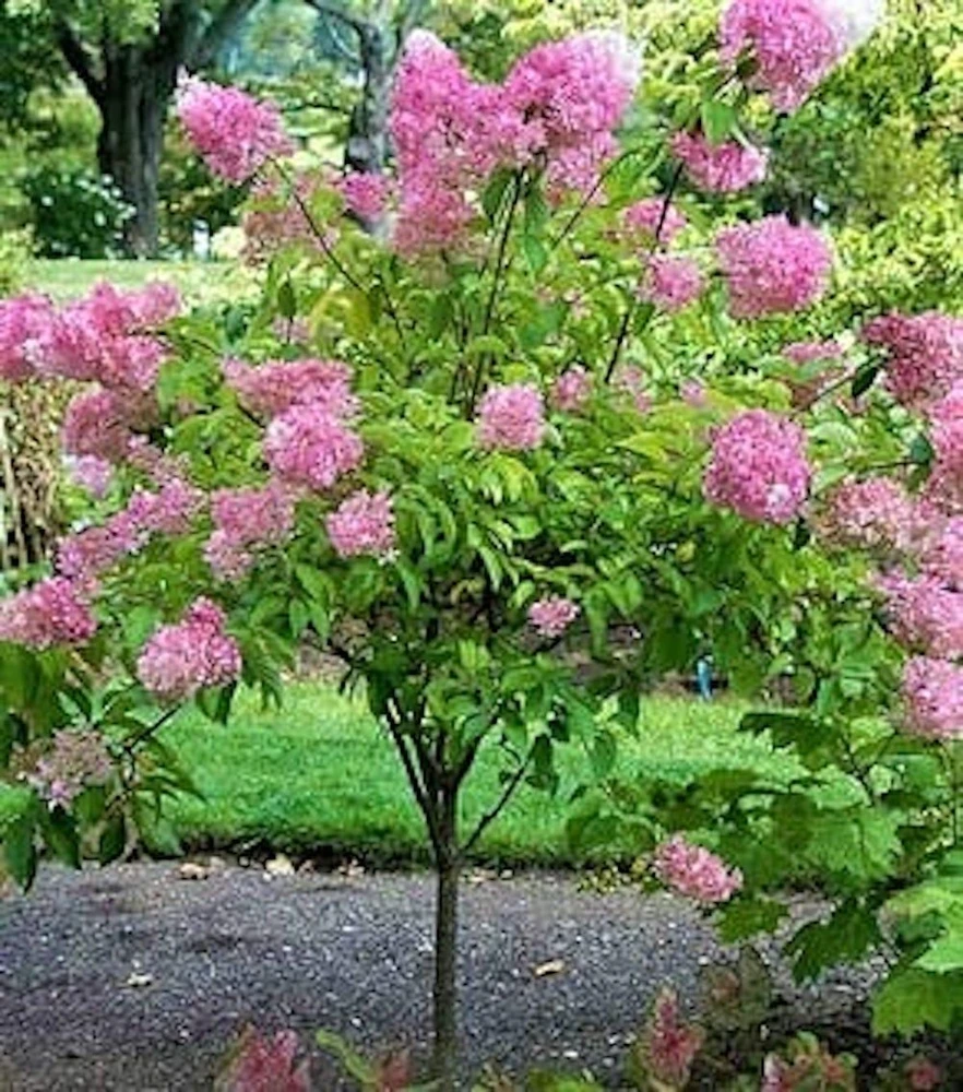Pink Diamond Hydrangea Starter Plant – 6-8" Tall Bare Root – Outdoor Shrub - Image 6