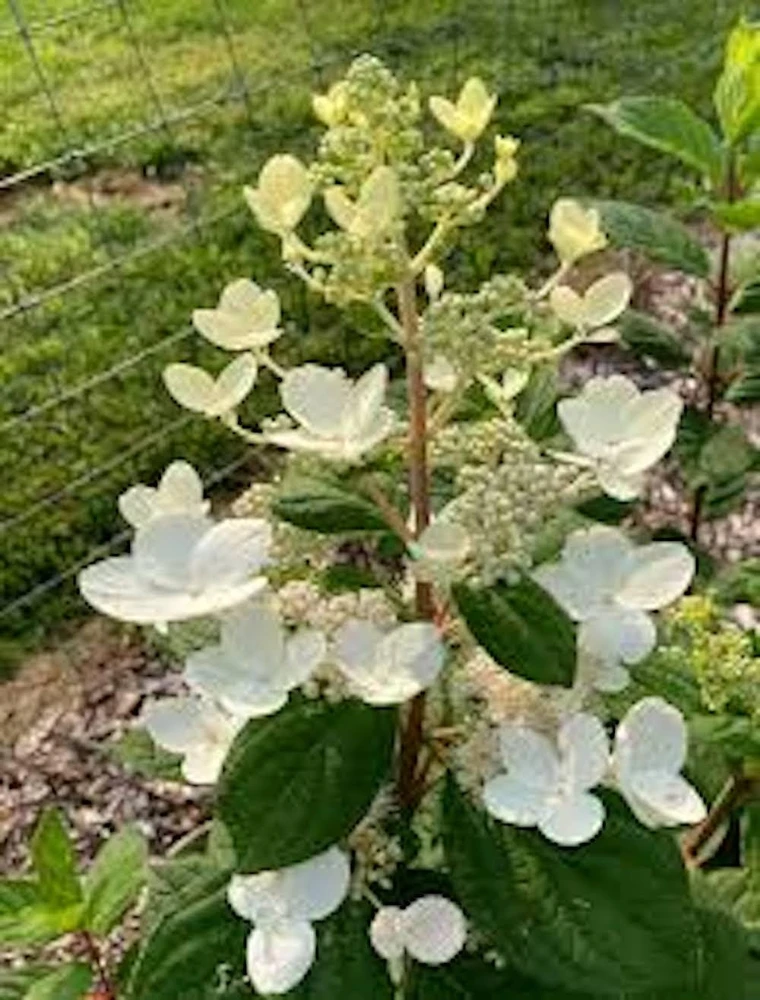 Pink Diamond Hydrangea Starter Plant – 6-8" Tall Bare Root – Outdoor Shrub - Image 7
