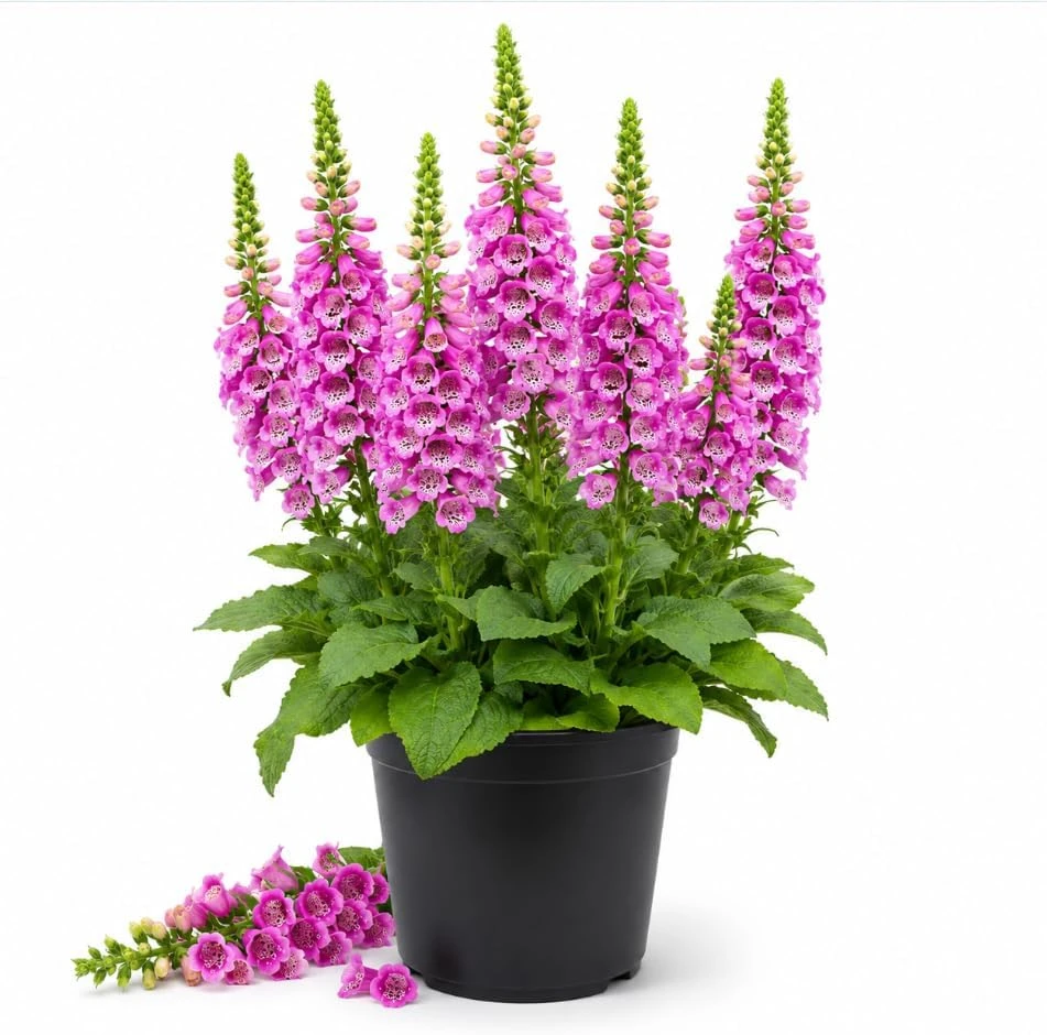 Pink Foxglove Live Plant - Hardy Perennial Flowers, 3 Inch Pot - Image 1