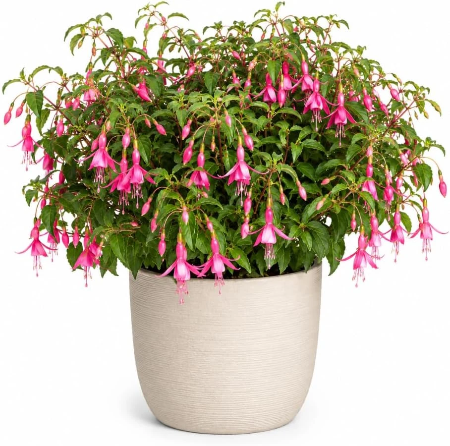 Pink Fuchsia Live Plant for Home Garden, 4-6 inch Tall, 5 Inch Pot - Image 1