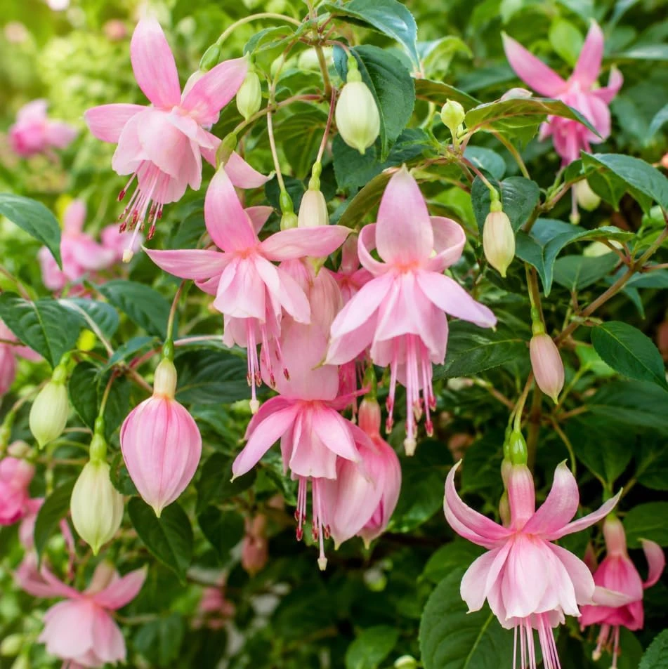Pink Hardy Fuchsia Live Plant, 4-6 inch Tall, 6 Inch Pot, Outdoor Flower - Image 3