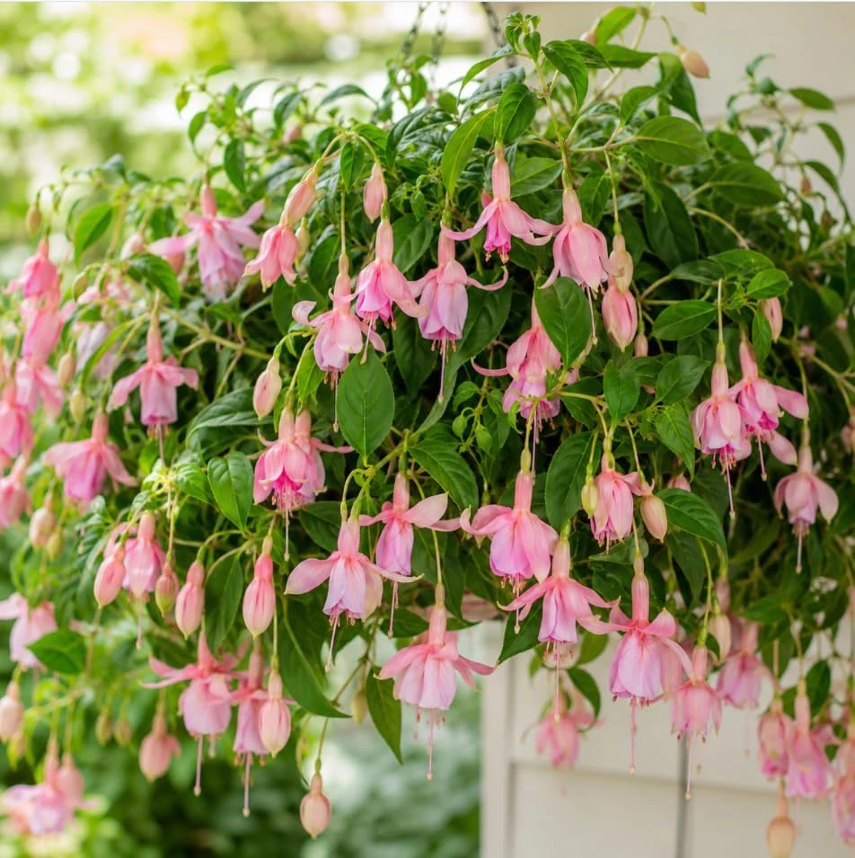 Pink Hardy Fuchsia Live Plant, 4-6 inch Tall, 6 Inch Pot, Outdoor Flower - Image 5