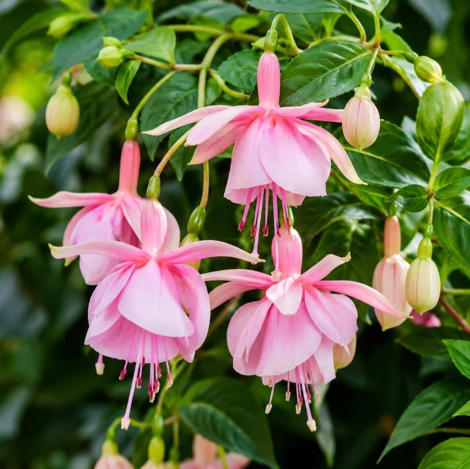 Pink Hardy Fuchsia Live Plant - 4-6 inch Tall, 6 Inch Pot - Outdoor Flower - Image 1